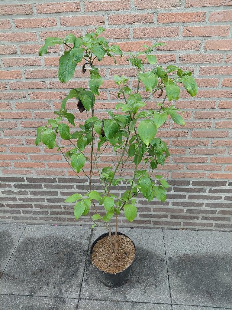 Cornus Kousa Florida, Ophalen, Halfschaduw