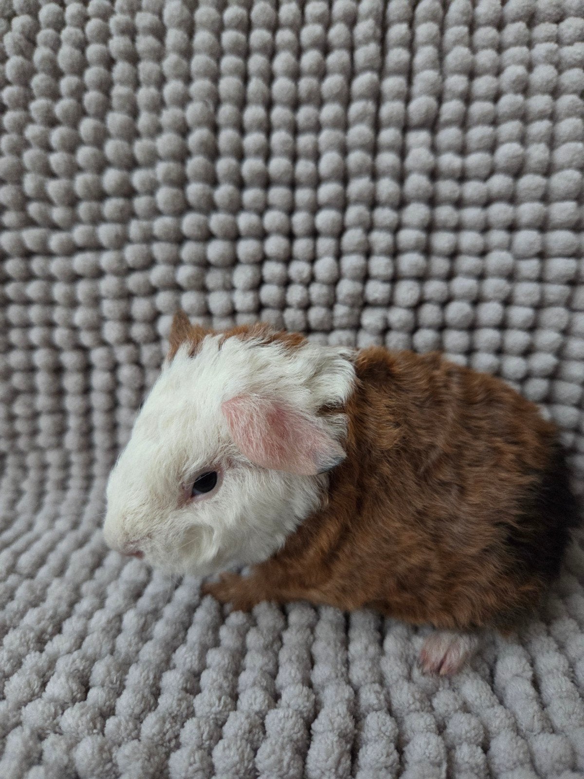nederand jong cavia beertje, Septembre, Cobaye, Domestique