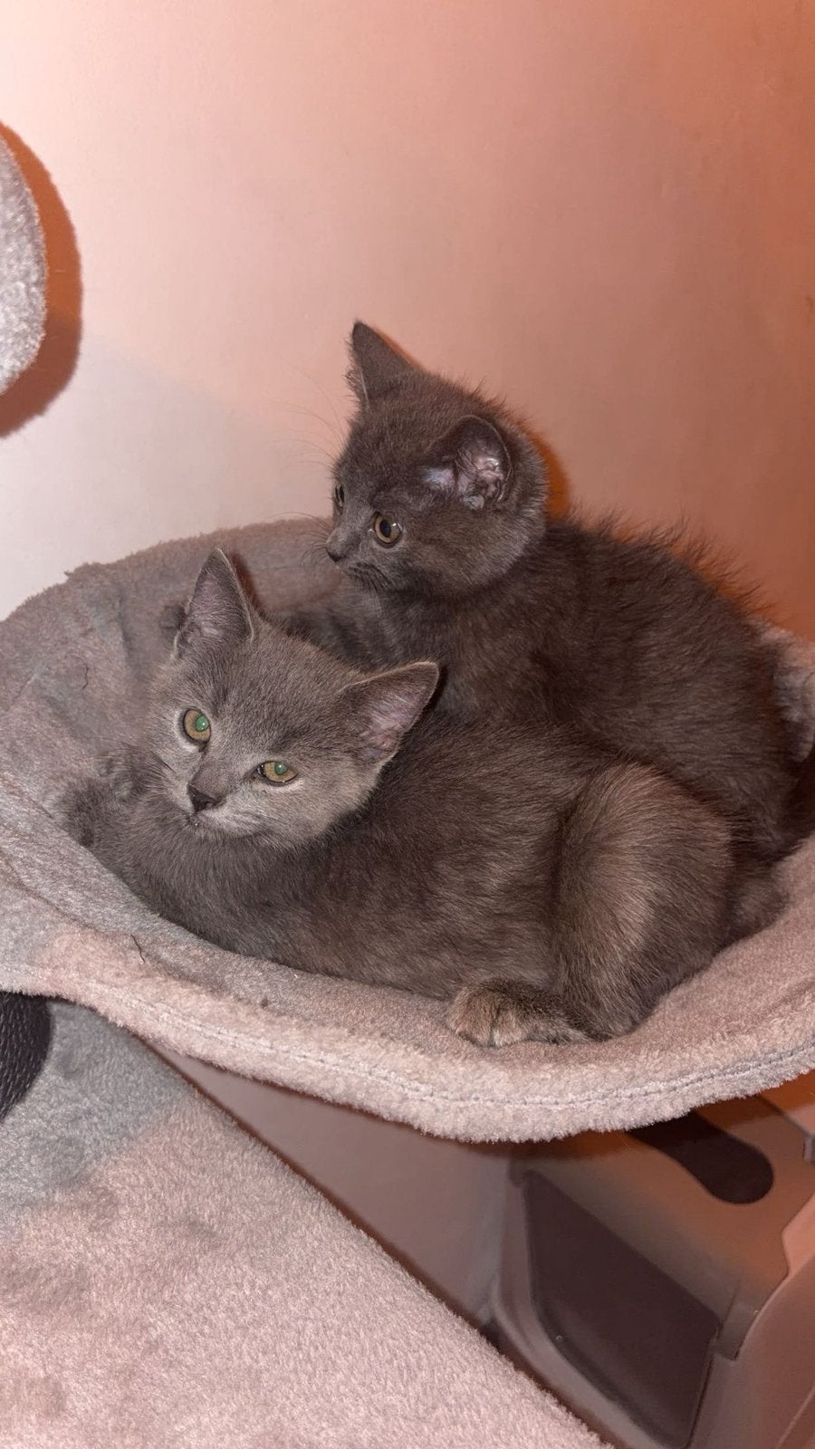 British shorthair, Plusieurs animaux, Vermifugé, 3 à 5 ans