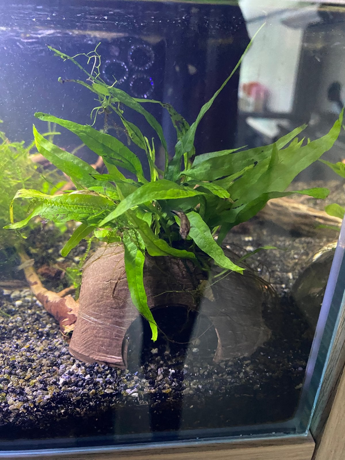 Kokosnoot met plantje en mos