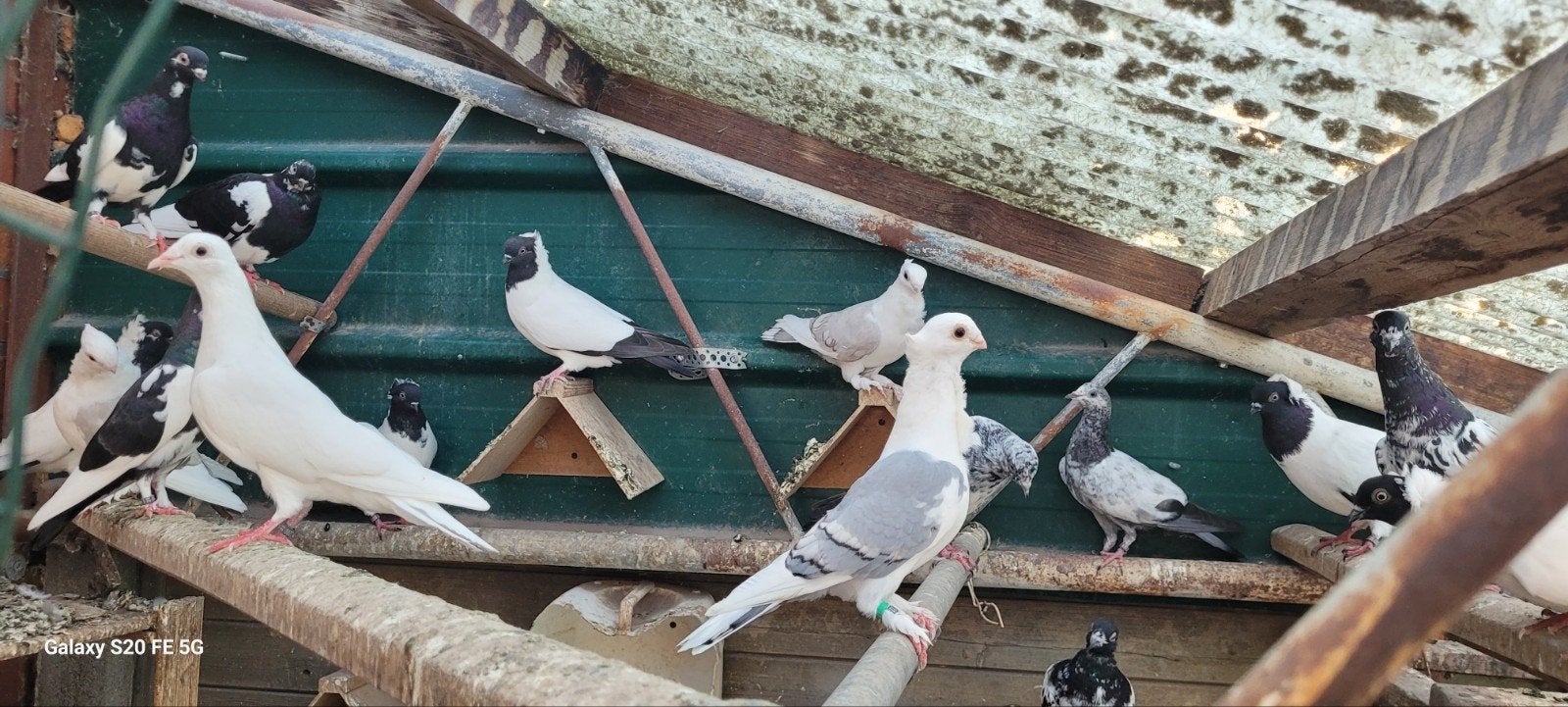 oud oosterse meeuwkens, Dieren en Toebehoren