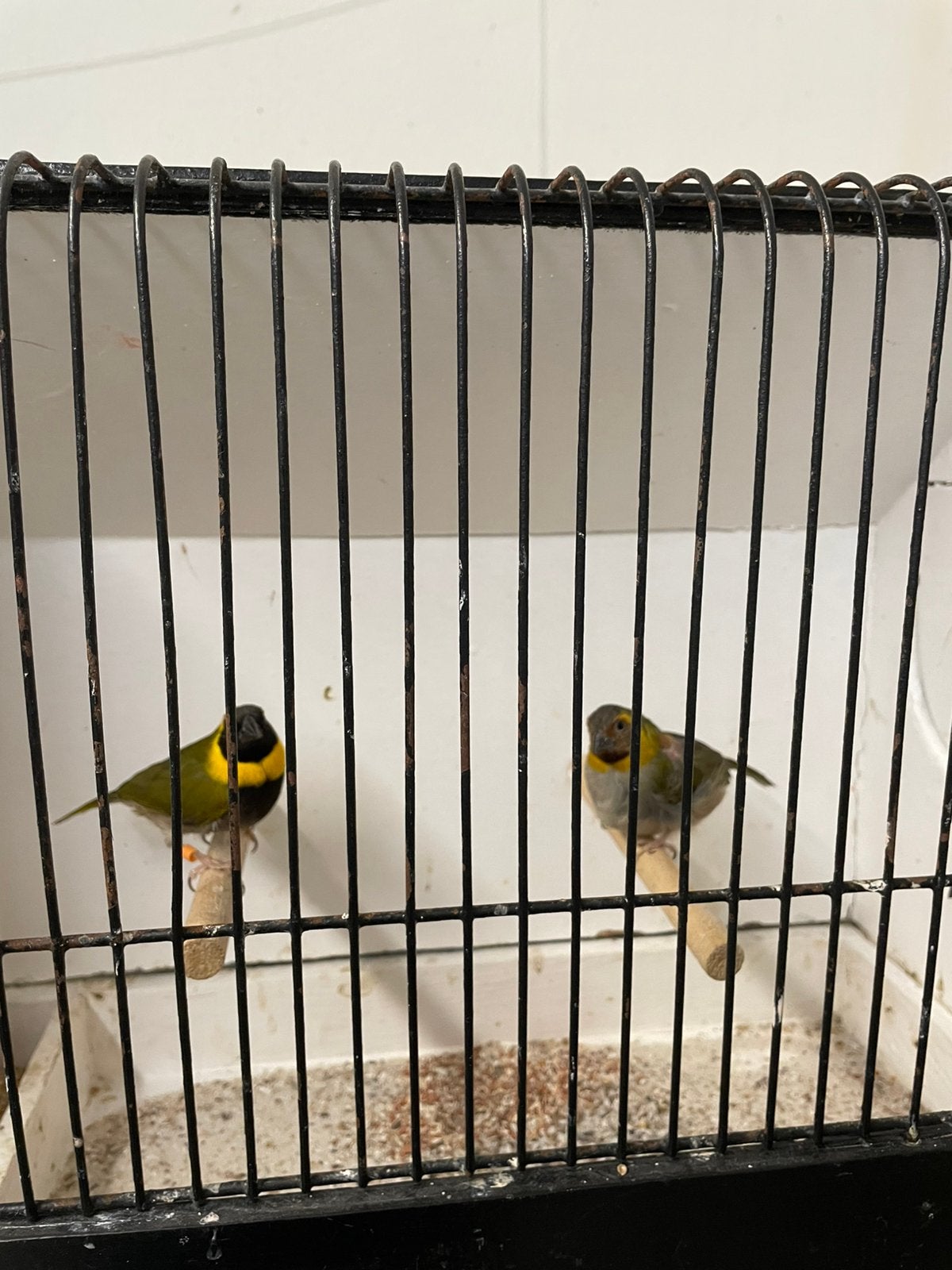 1 koppel cubavinken onverwant, Dieren en Toebehoren