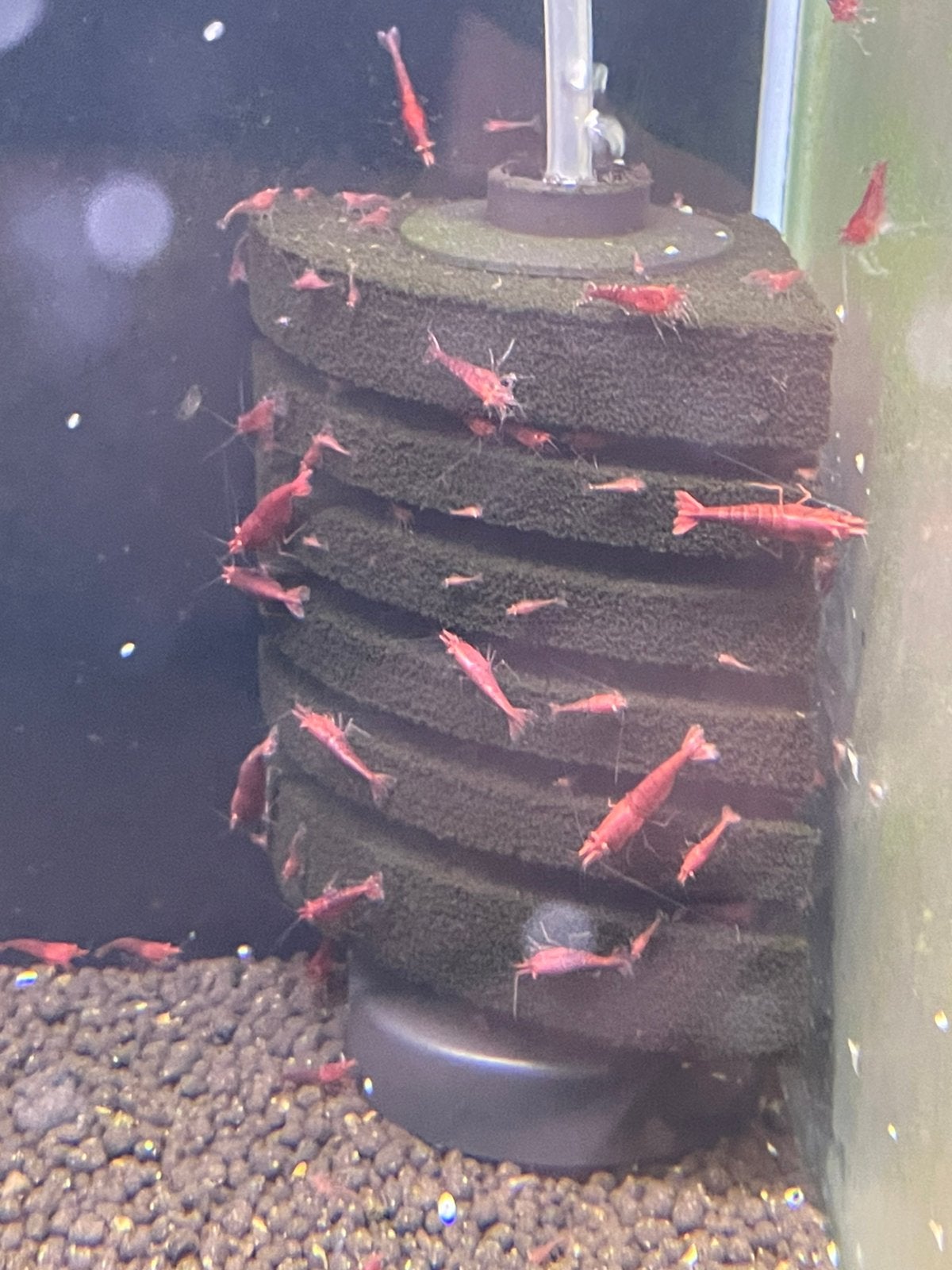 High Grade Red Sakura Neocaridina Garnalen, Dieren en Toebehoren, Kreeft, Krab of Garnaal, Zoetwatervis