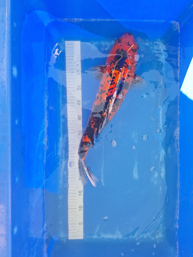 Japanse koi 5stuks, Dieren en Toebehoren, Karper of Koi