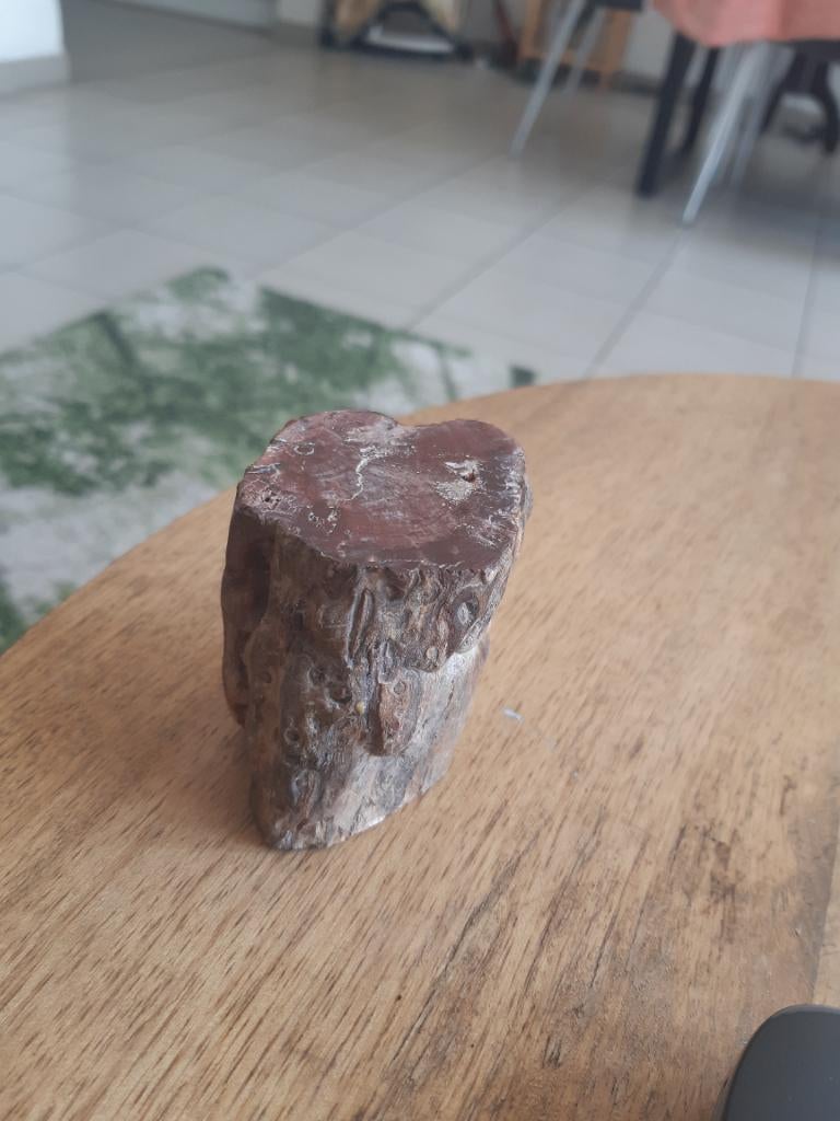 Versteend hout, Verzamelen, Ophalen