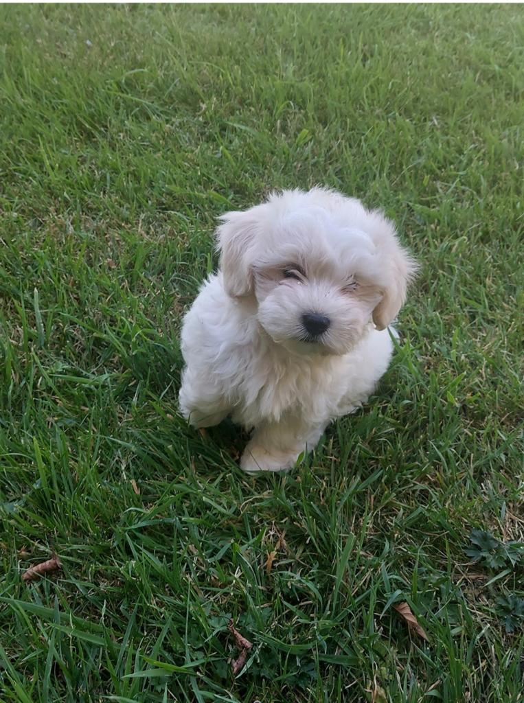 Maltezer pups, Dieren en Toebehoren, Parvo, België, Maltezer, Fokker | Hobbymatig