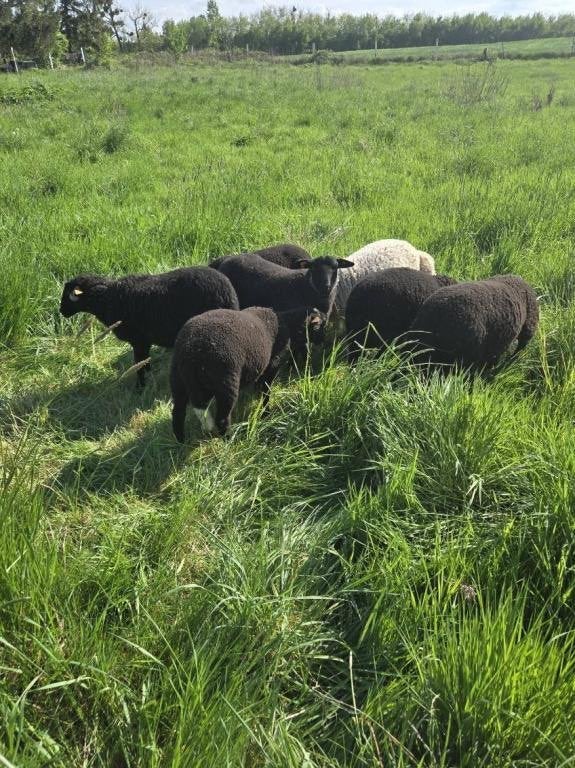 Agnelles velay 8 mois, Femelle, Mouton, 0 à 2 ans