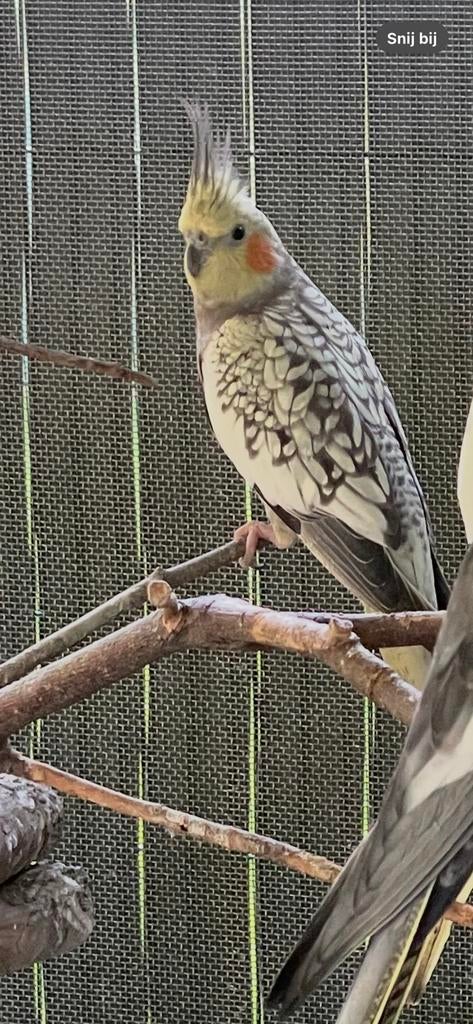 Valkparkiet, Dieren en Toebehoren, Vogels | Parkieten en Papegaaien, Vrouwelijk