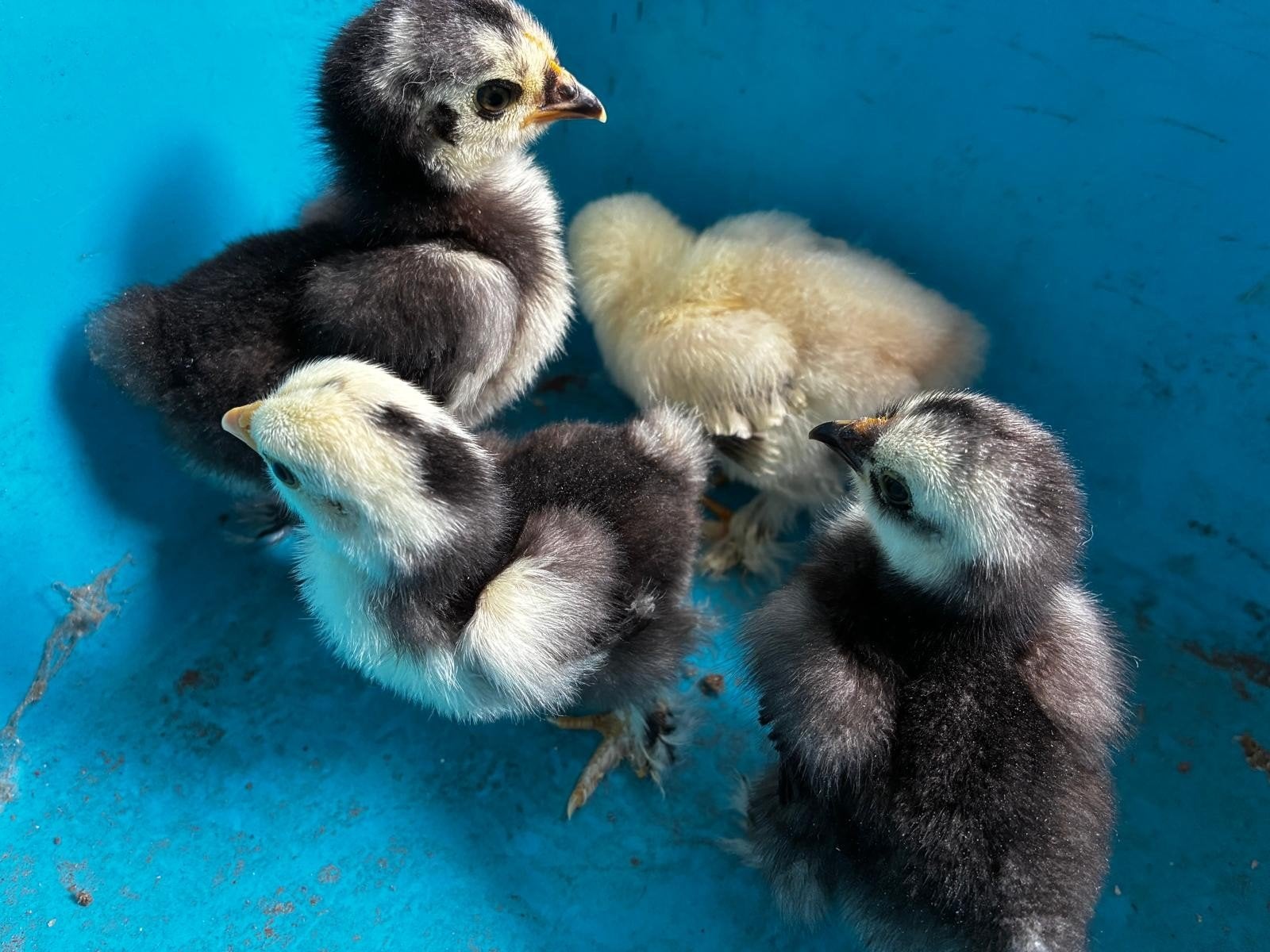 Cochin kriel kuikens, Animaux & Accessoires, Volatiles, Sexe inconnu, Poule ou poulet