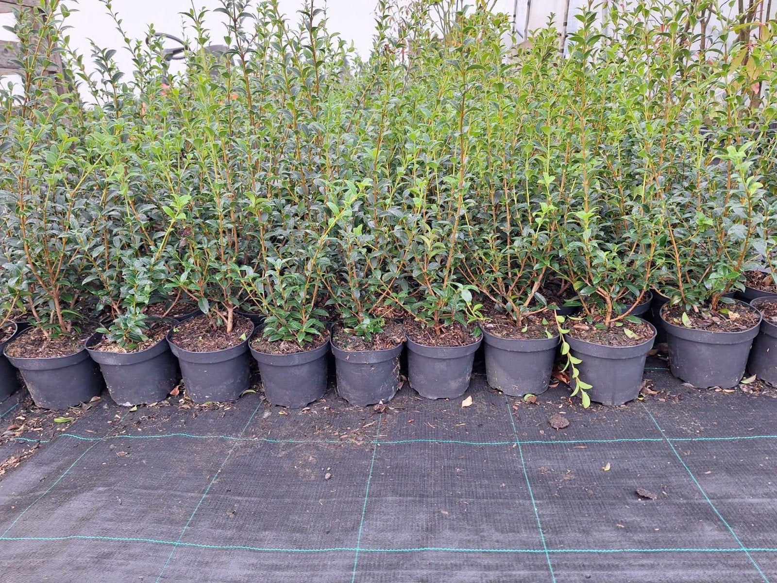 ‼️osmanthus Burkwoodii aan promoprijzen ‼️, Ophalen, Haag