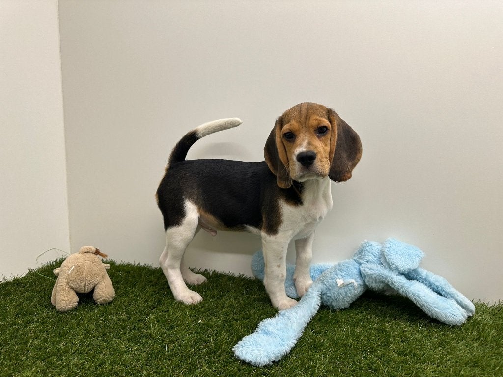 Beagle pups, België, Beagle, 8 tot 15 weken, Parvo