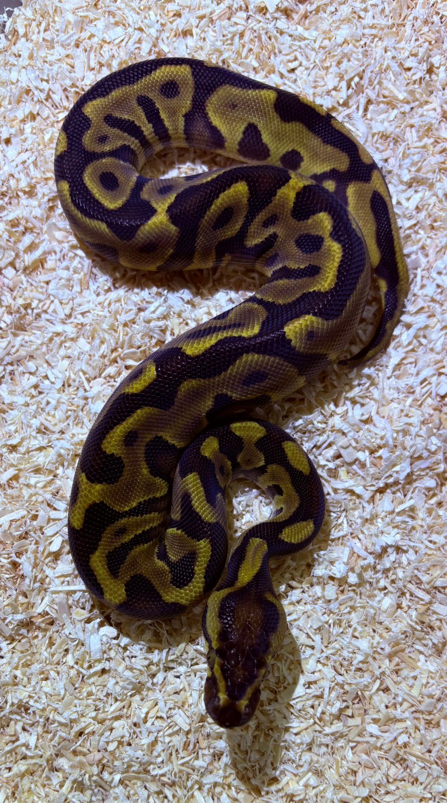 Python Regius Leopard Vanilla YB, Dieren en Toebehoren
