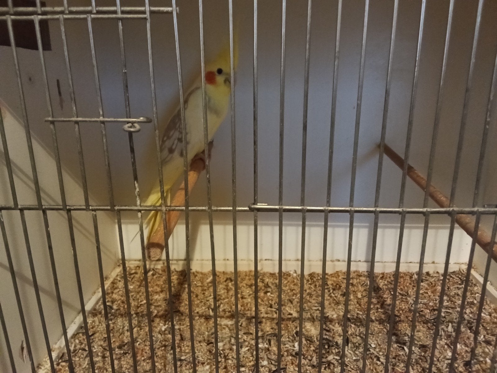 verschillende vogels van 2026, Bagué