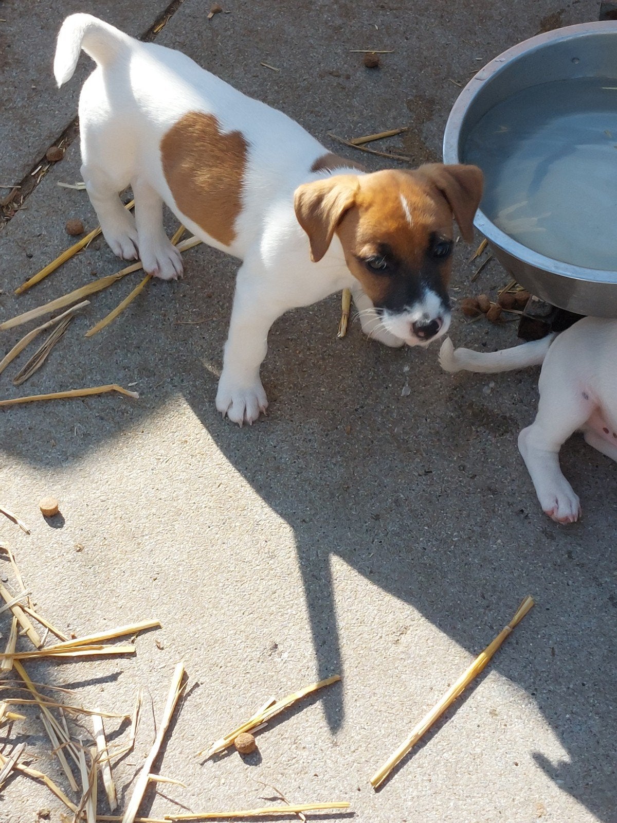 Jack russell pups, Particulier, Maladie de Carré (chiens), 8 à 15 semaines, Plusieurs