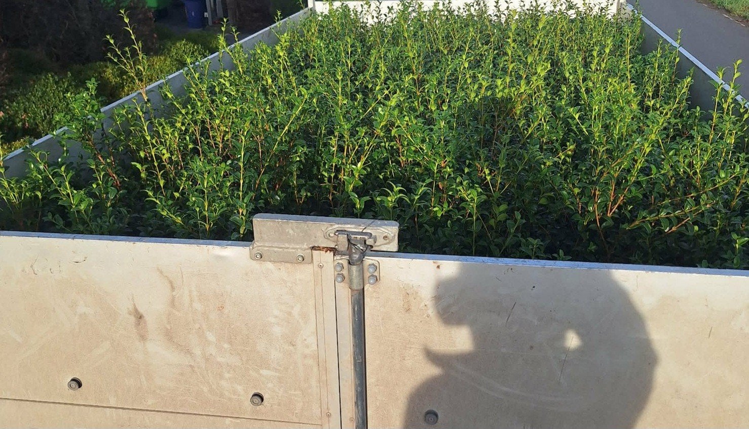 ‼️osmanthus Burkwoodii aan stuntprijzen ‼️, Jardin & Terrasse, Plantes | Arbustes & Haies, Taxus, Enlèvement