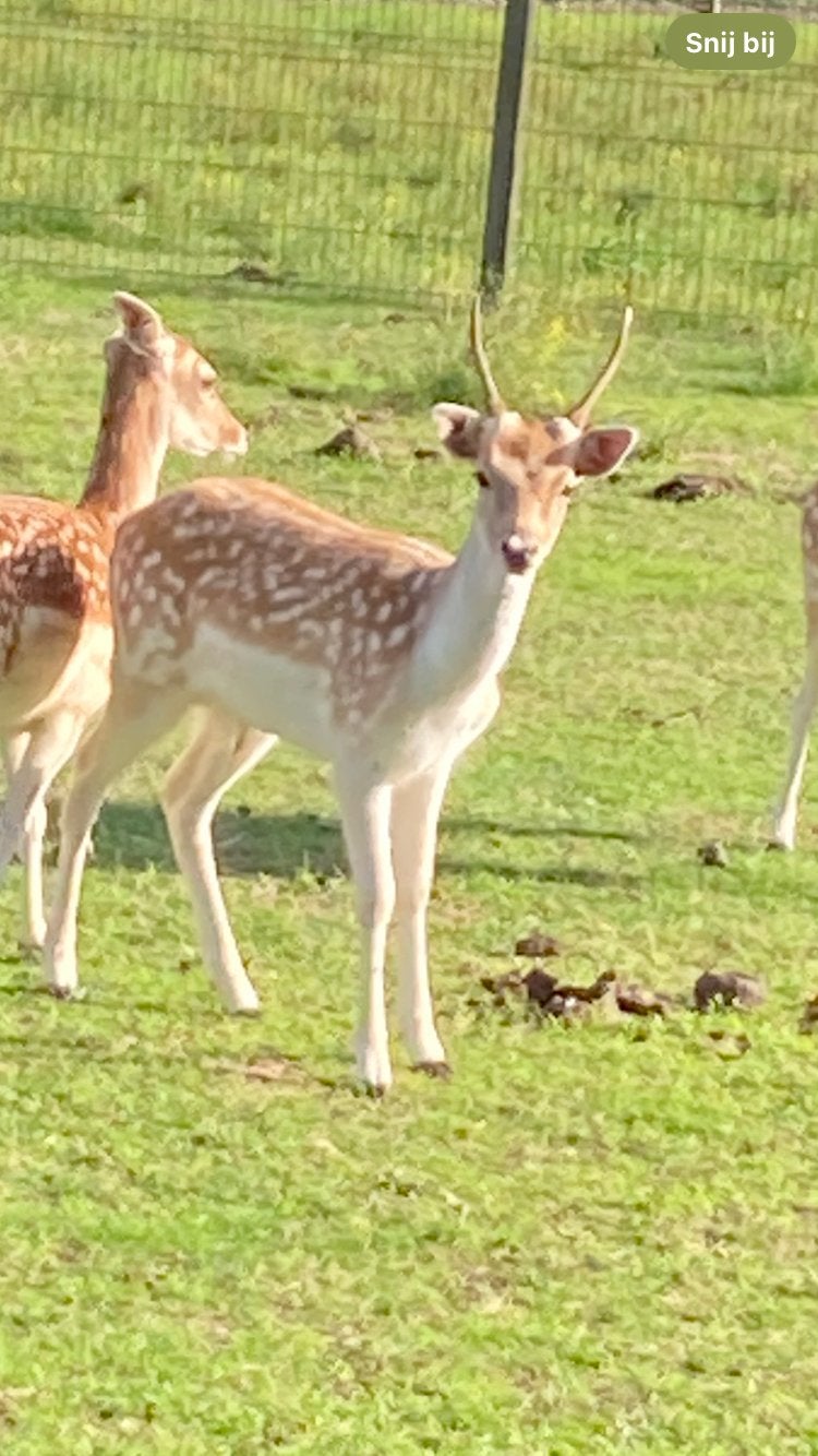 Damhert bok 1 j, Dieren en Toebehoren, Juni, Mannelijk