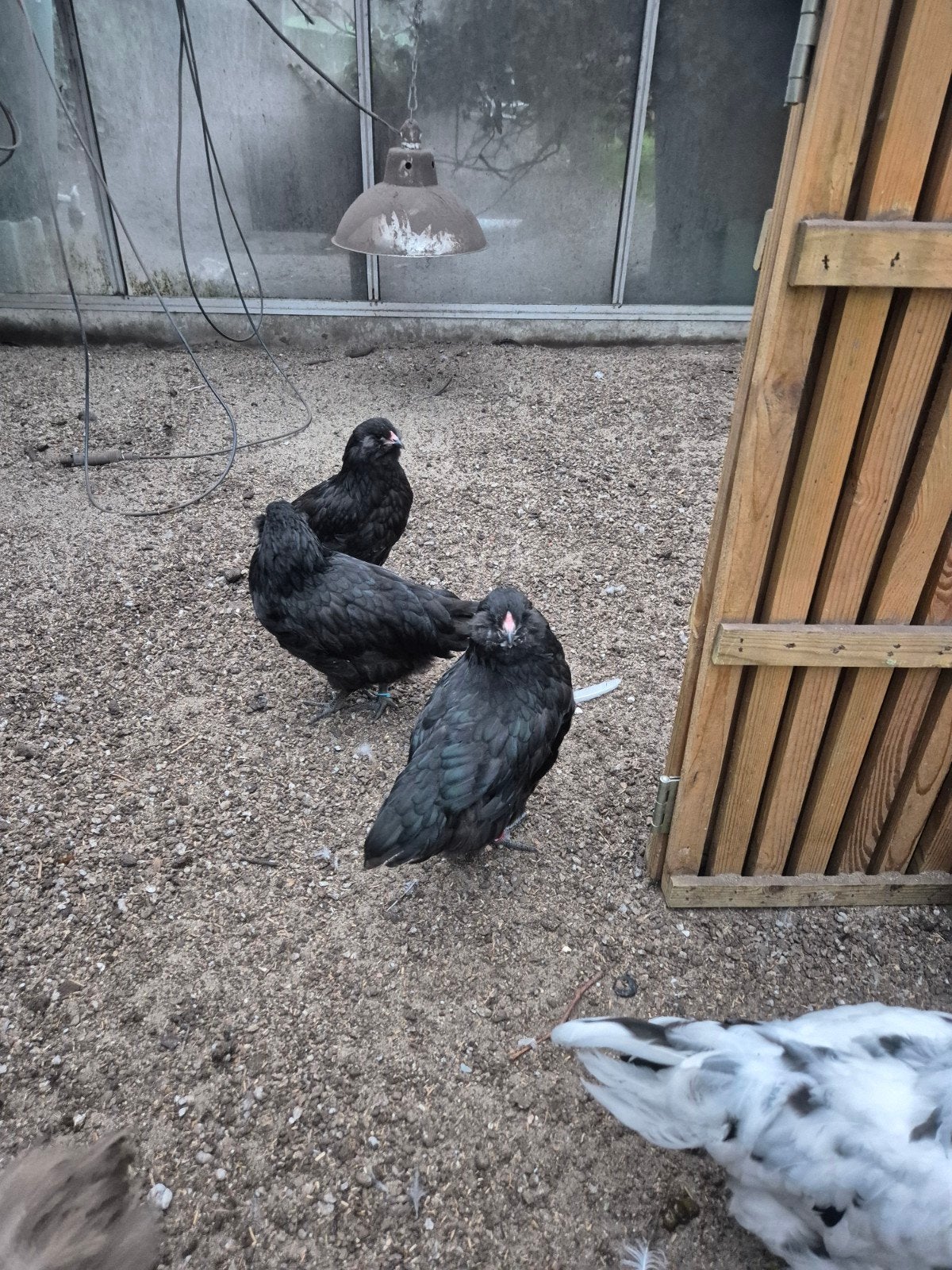 Amerucana blauwlegger, Plusieurs animaux, Poule ou poulet