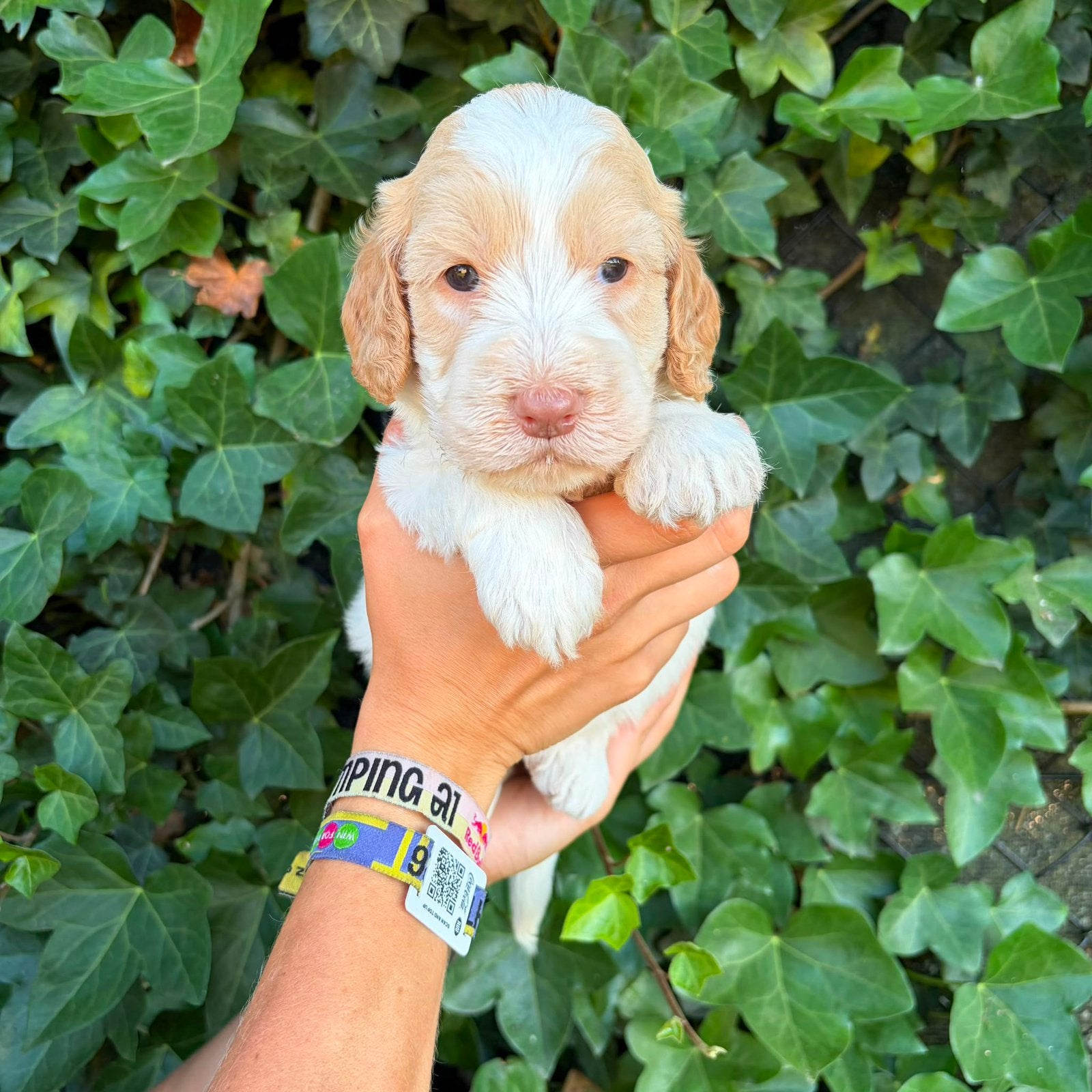 Unieke Lagotto Romagnolo pups, België, Overige rassen, 8 tot 15 weken, Teef