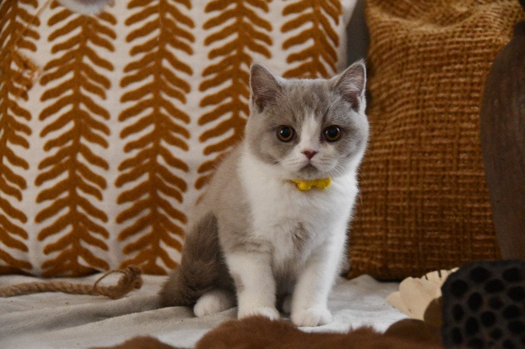 Brits korthaar kitten, Chatte ou Chat, Avec pedigree, 0 à 2 ans