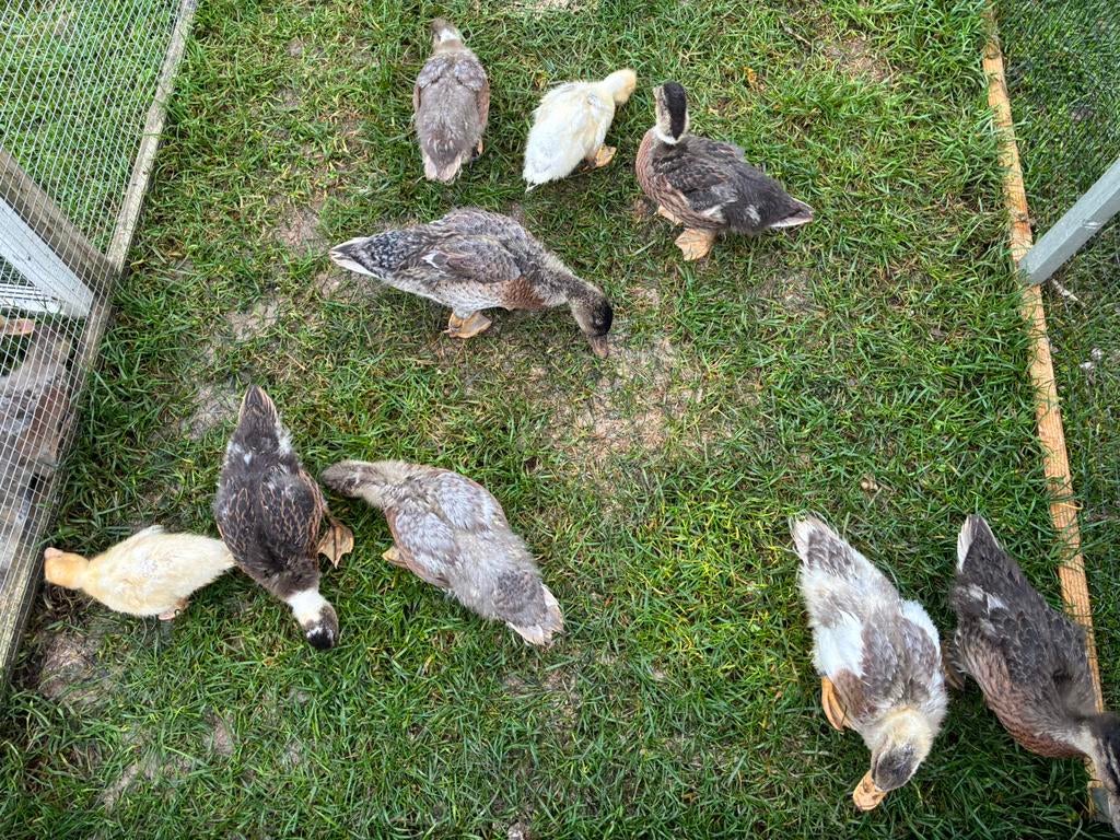 Poussins charlatans hollandais, Plusieurs animaux, Canard