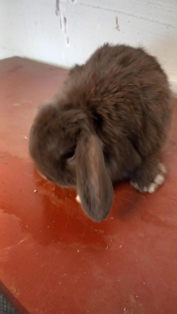 Nederlands hangoortje minilop te koop, Dieren en Toebehoren