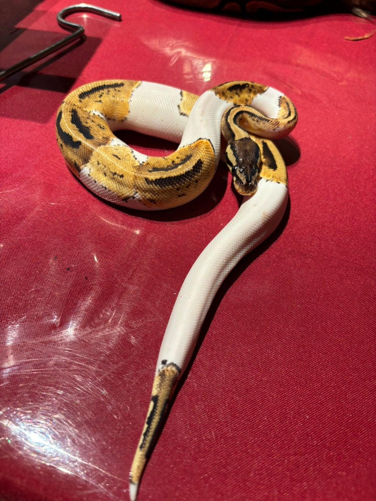Python nk 2026, Dieren en Toebehoren, Reptielen en Amfibieën, Slang, 0 tot 2 jaar
