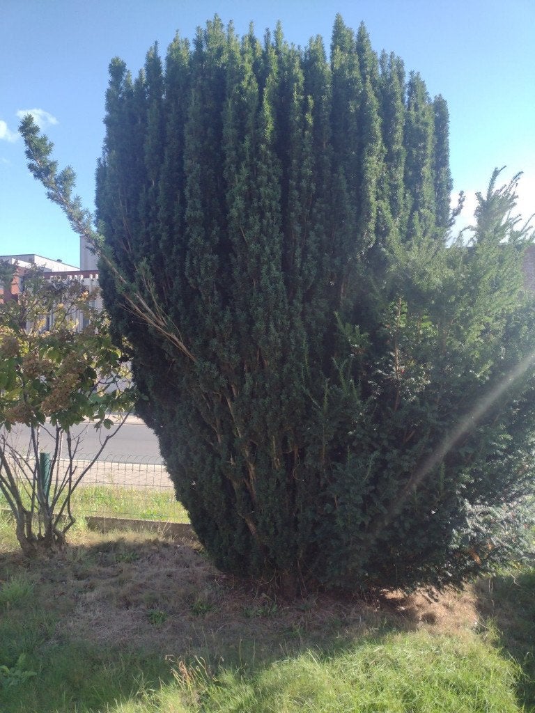 Ierse taxus een zuilvormige conifeer, Ophalen