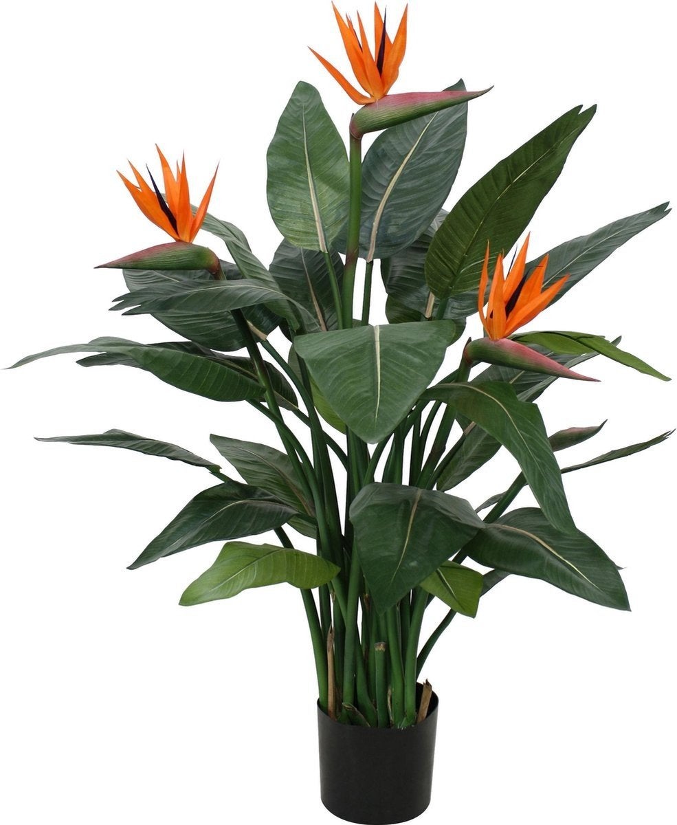 paradijsvogel plant, Ophalen, Vaste plant