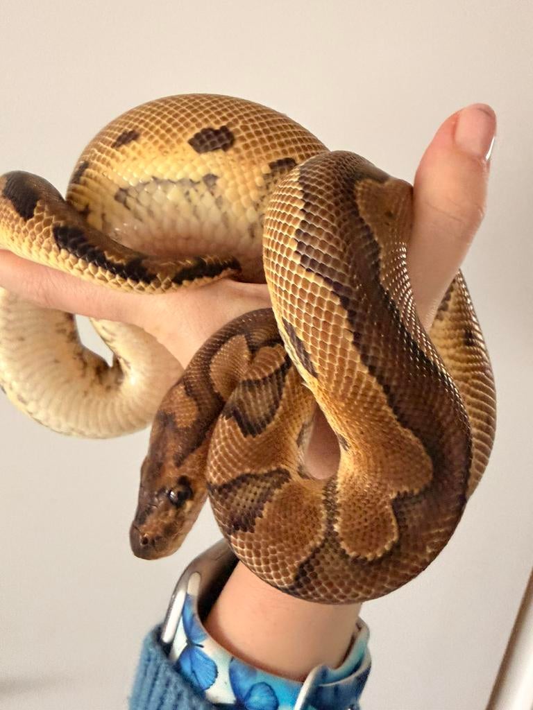 Mooie vrouwelijke Clown (66% poss. het Ultramel), Dieren en Toebehoren, Reptielen en Amfibieën, Slang