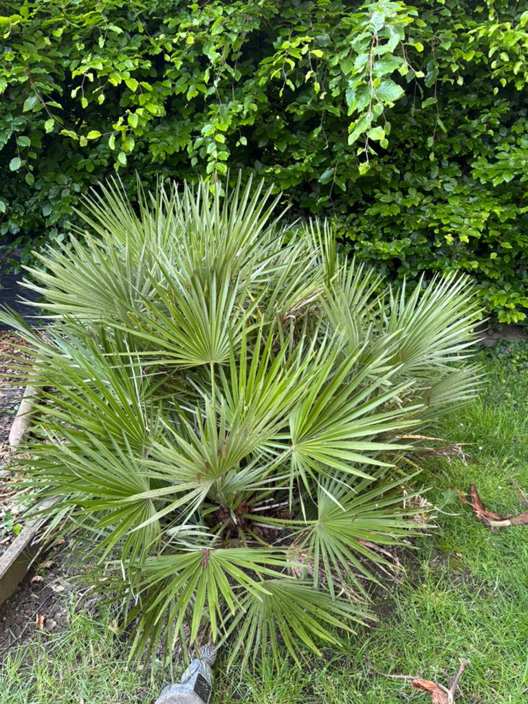 mooie grote chamaerops humilis, Tuin en Terras, 100 tot 250 cm, Zomer, Palmboom, Ophalen