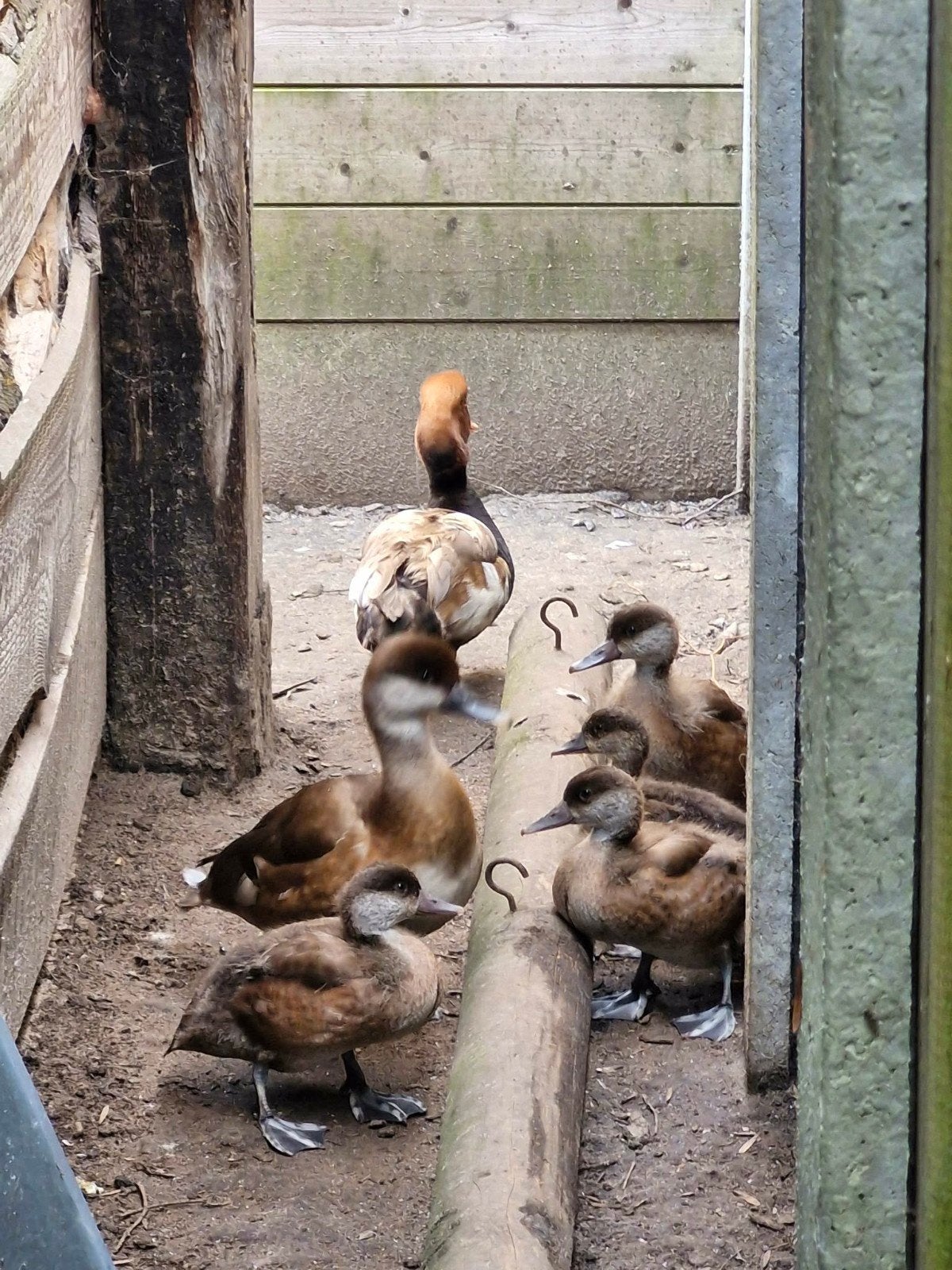 Kroon eend, Animaux & Accessoires, Volatiles, Canard