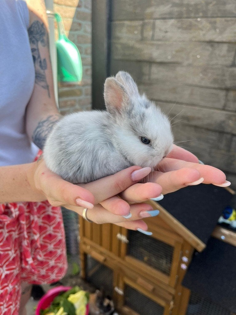 dwergkonijntjes, Dieren en Toebehoren, Meerdere dieren, Klein, 0 tot 2 jaar