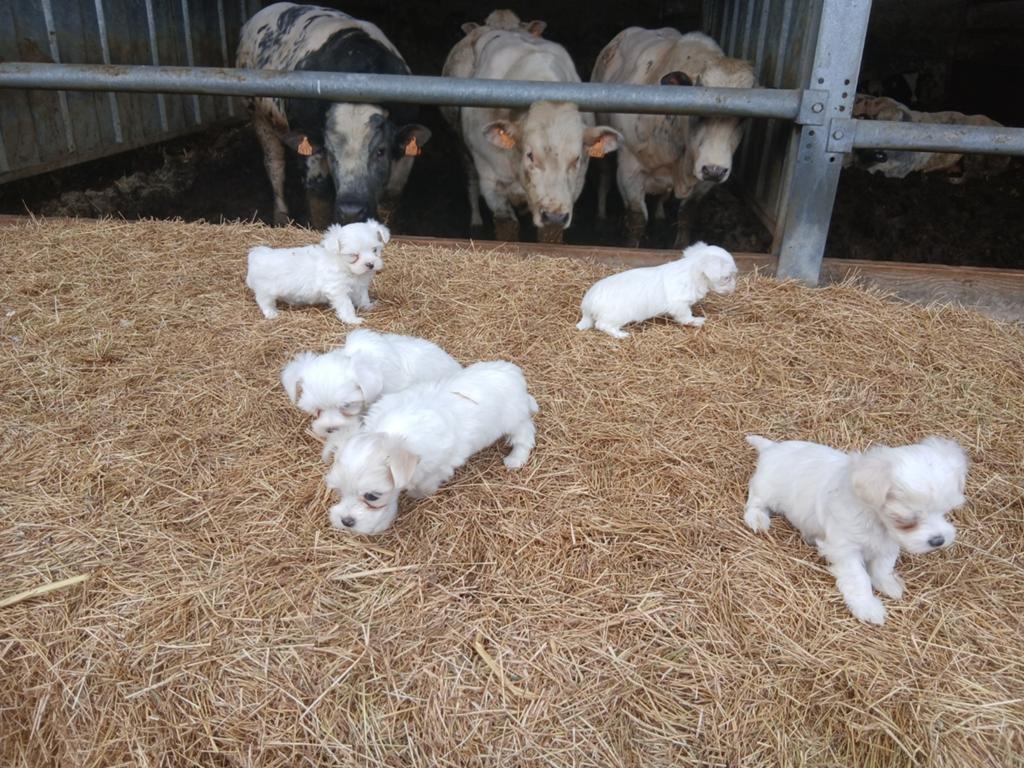 Maltezer, Dieren en Toebehoren, België, Maltezer, 8 tot 15 weken, Parvo