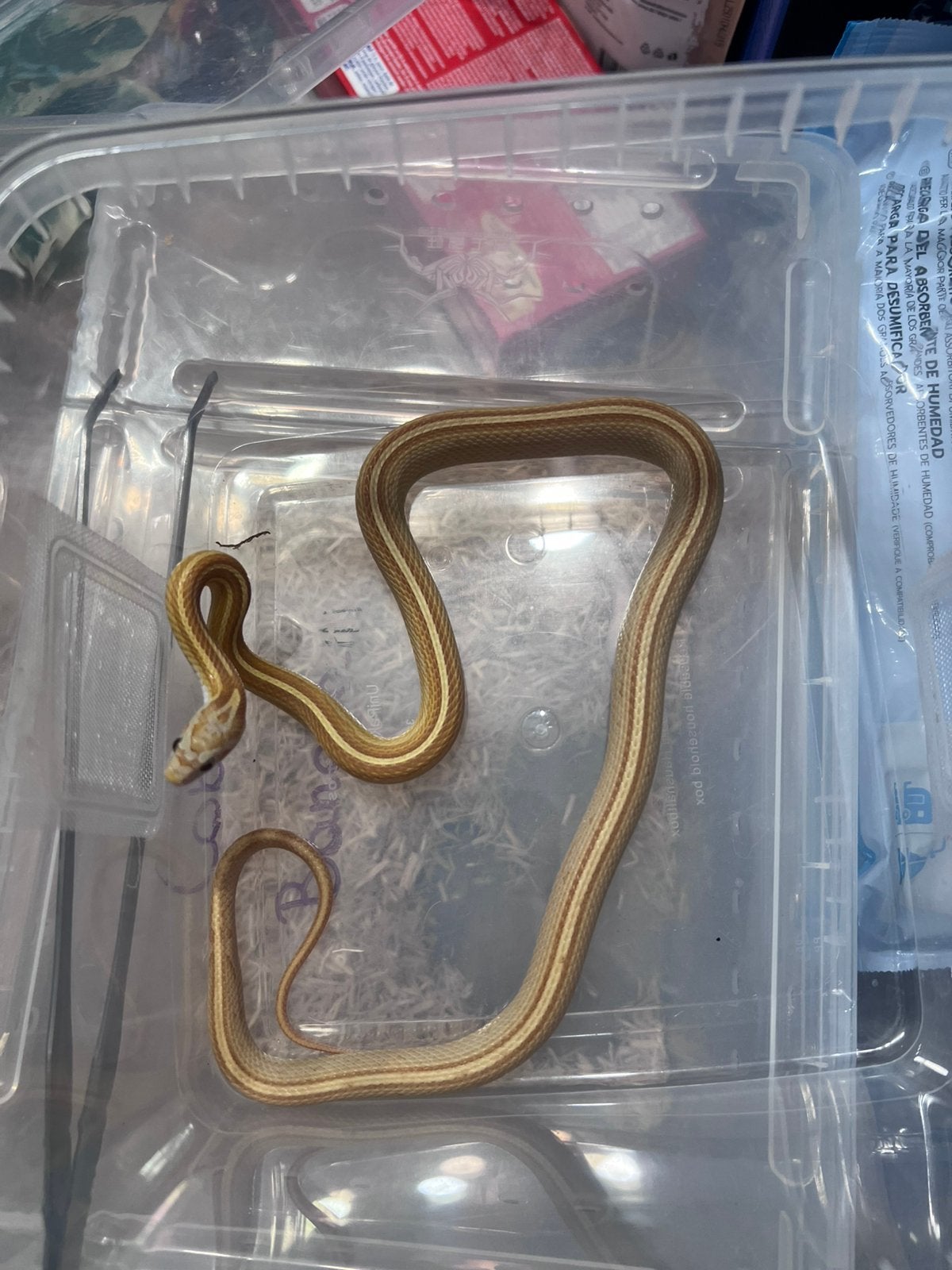 Serpent des blés, Animaux & Accessoires