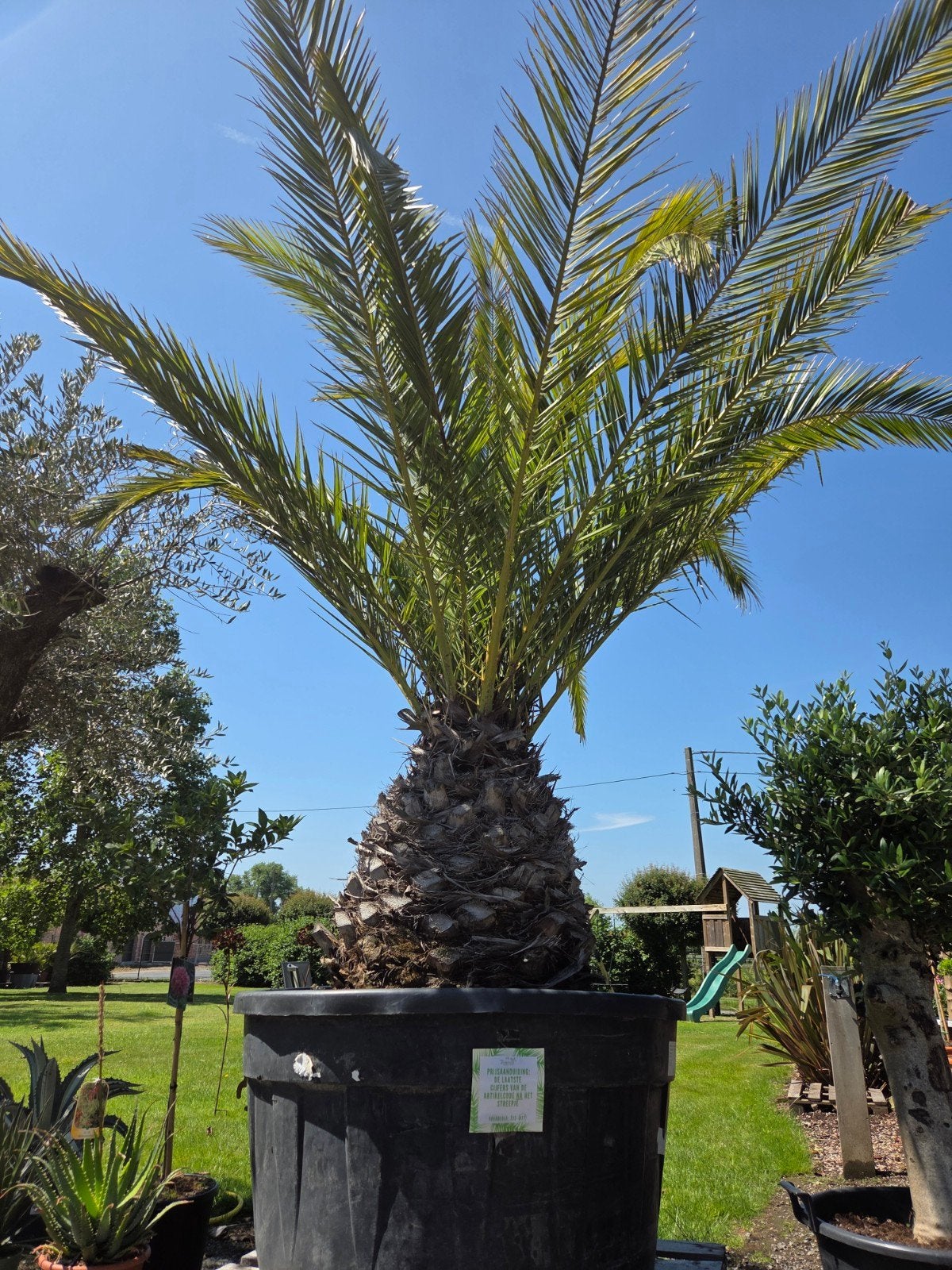 Palmboom Phoenix Canariensis, Tuin en Terras, Ophalen, Palmboom