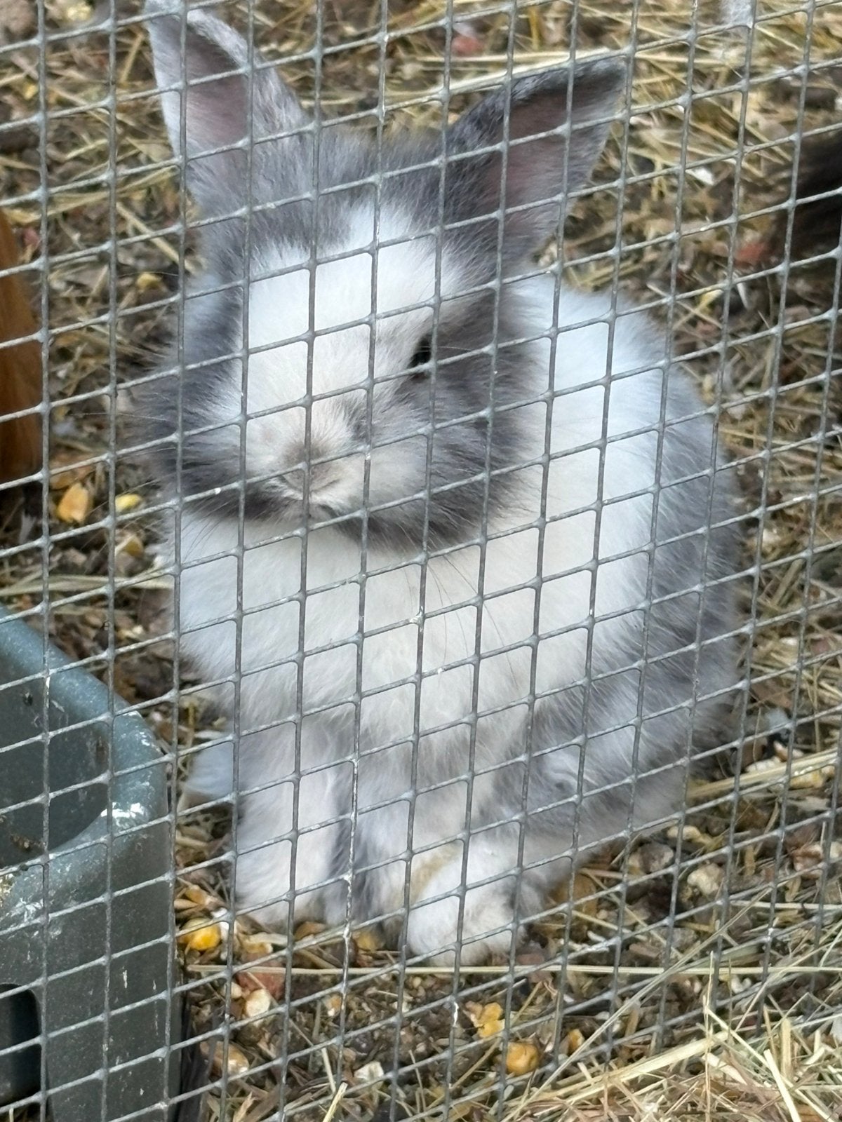 jonge dwergkonijntjes, Dieren en Toebehoren, Konijnen, Meerdere dieren, Dwerg, 0 tot 2 jaar
