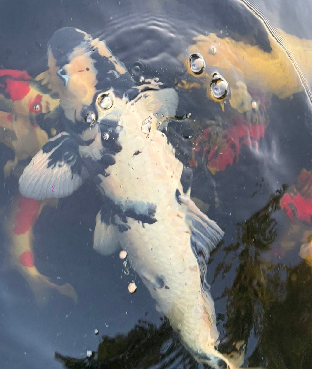 Japanse koi shiro 55 a 60 cm, Animaux & Accessoires, Poissons | Poissons d'étang, Carpe ou Koï