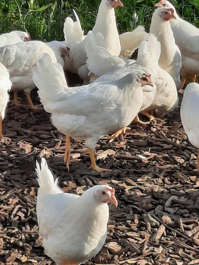legkippen, Meerdere dieren, Kip