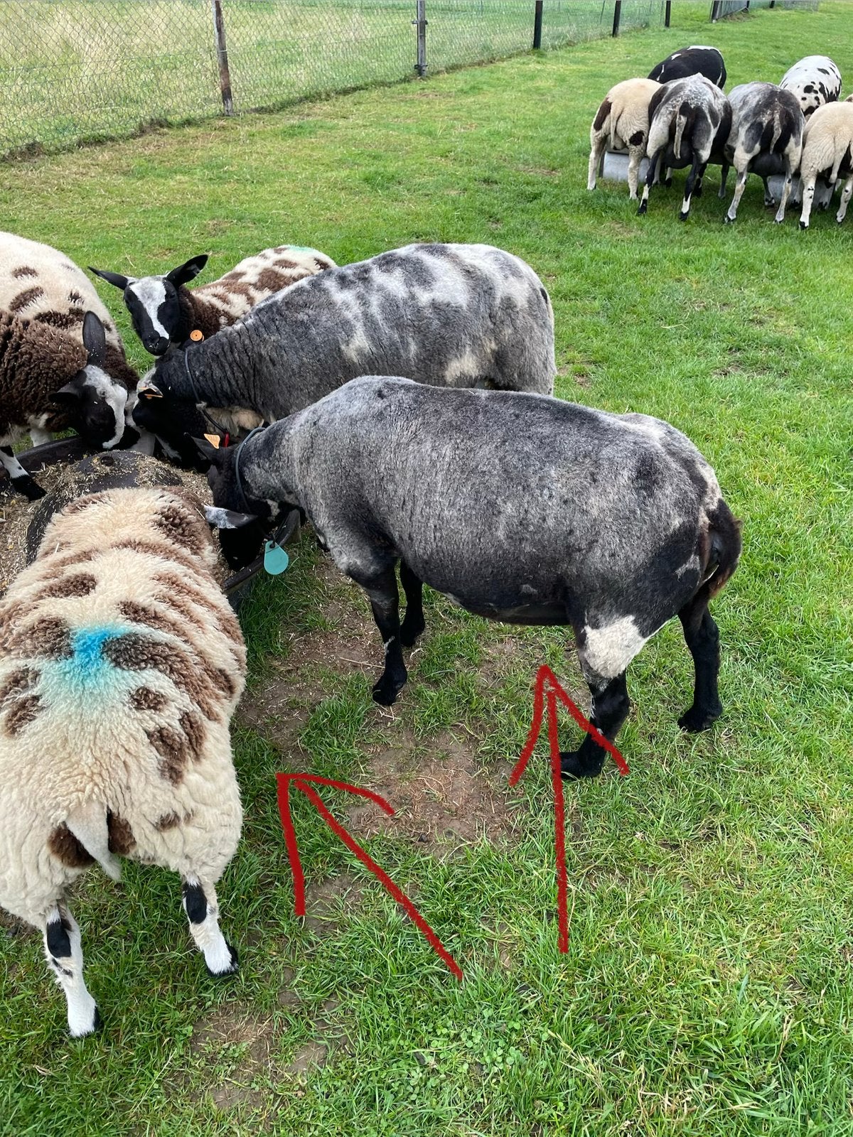 Fourrure de mouton ou de drague, Femelle, Mouton, 0 à 2 ans