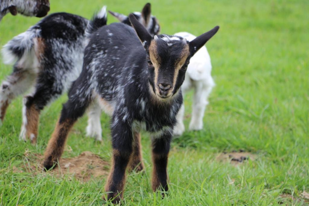 Dwerggeit boklammetje, Dieren en Toebehoren, Schapen, Geiten en Varkens, Mannelijk, Geit, 0 tot 2 jaar
