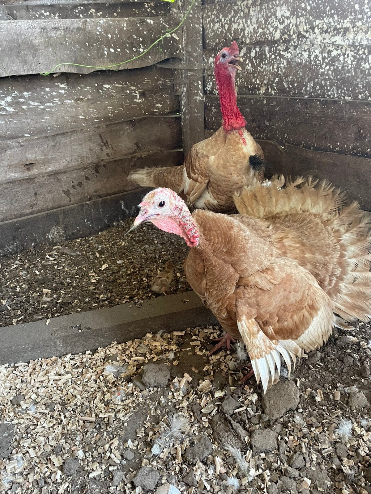 Kalkoen koppel met kuiken, Dieren en Toebehoren, Kalkoen