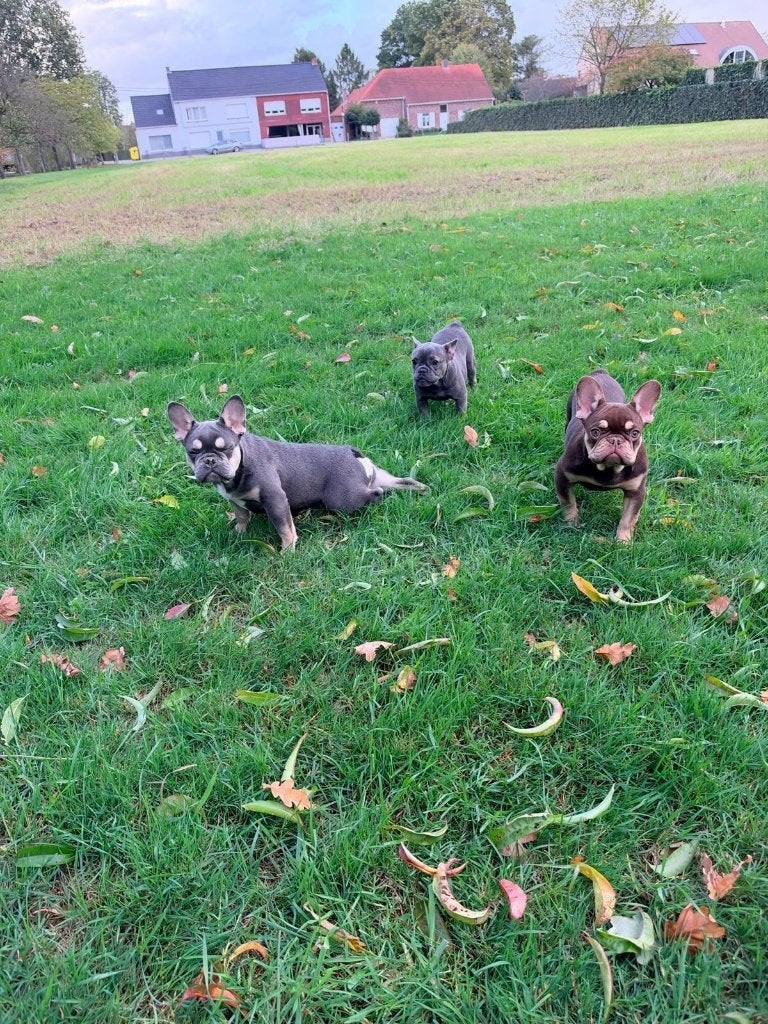 Franse Bulldog pups Frenchie pup, Dieren en Toebehoren, België, Fokker | Hobbymatig, CDV (hondenziekte), 8 tot 15 weken