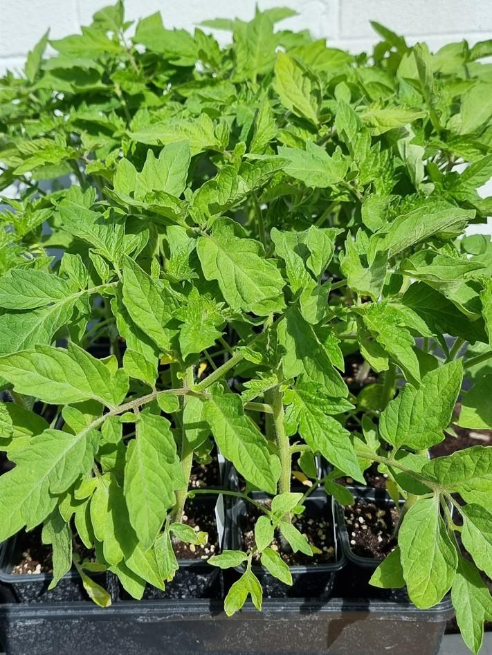 Tomatenplanten (verschillende rassen, vlees-, cherrytomaten), Tuin en Terras, Ophalen, Volle zon, Groenteplanten, Eenjarig