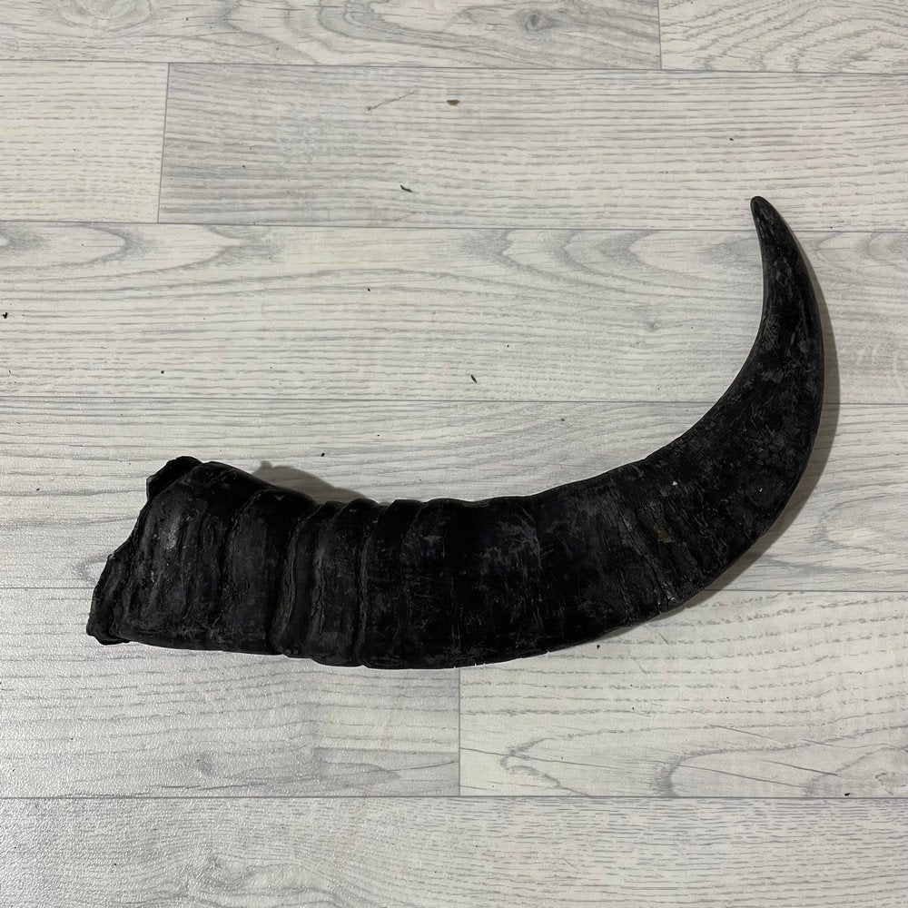 Waterbuffel hoorn los 55cm nr 305 | Lederstore, Collections, Enlèvement ou Envoi, Neuf, Animal de ferme, Bois ou Tête