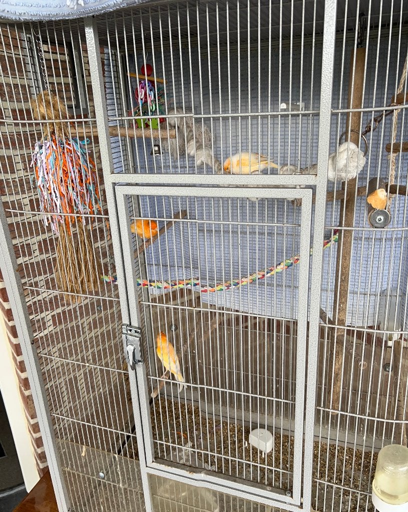 kanaries, Dieren en Toebehoren, Meerdere dieren, Kleurkanarie