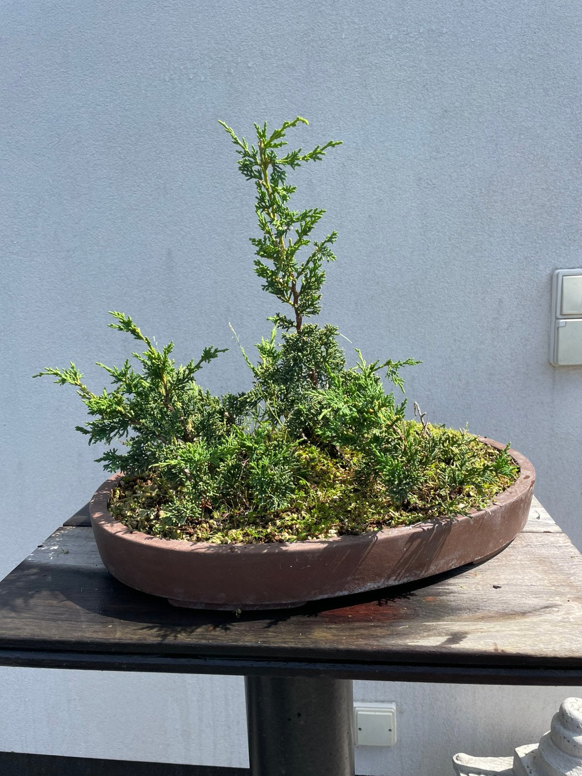 Bonsai, Tuin en Terras, Ophalen