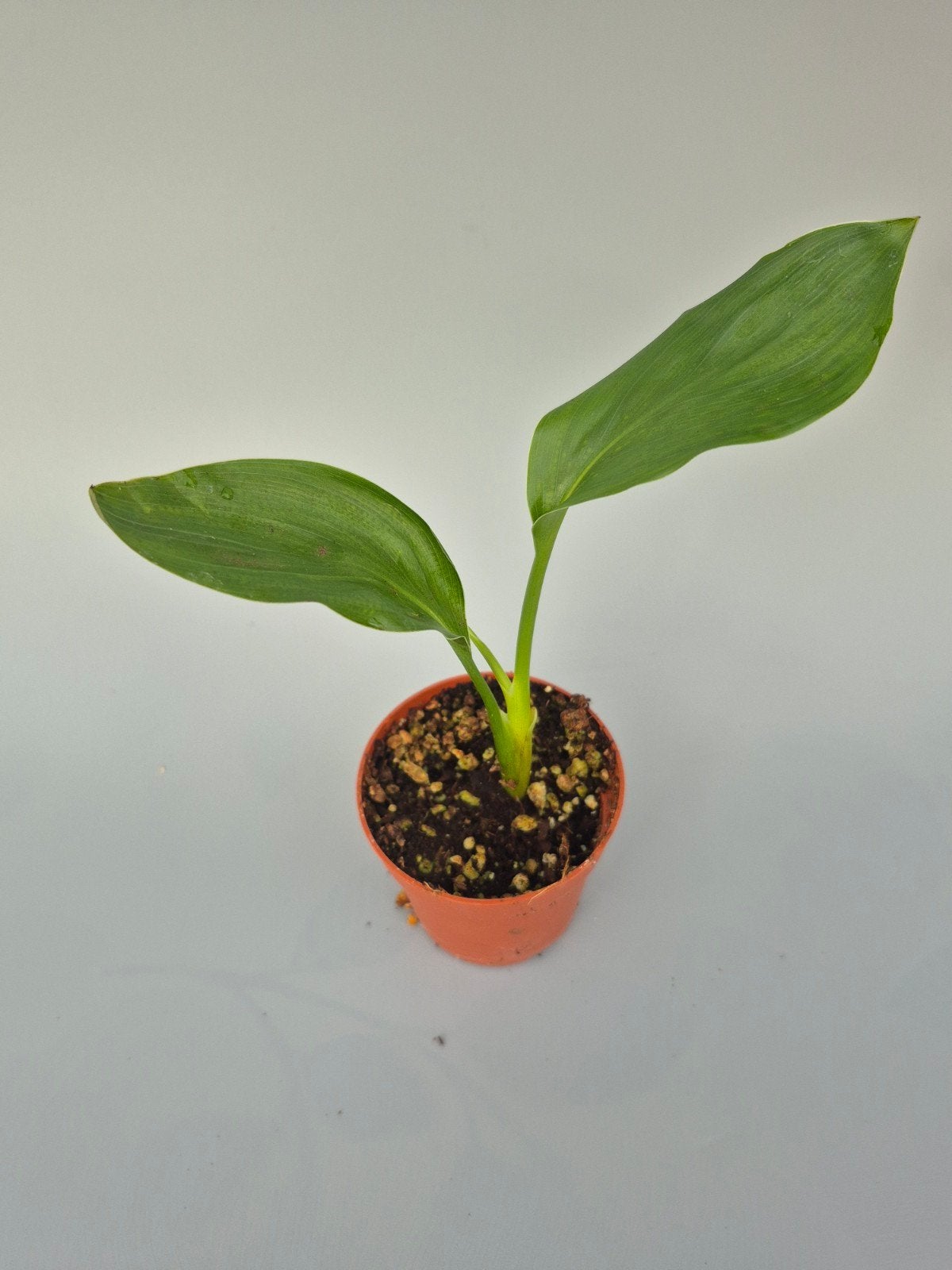 Strelitzia regina, Ophalen of Verzenden