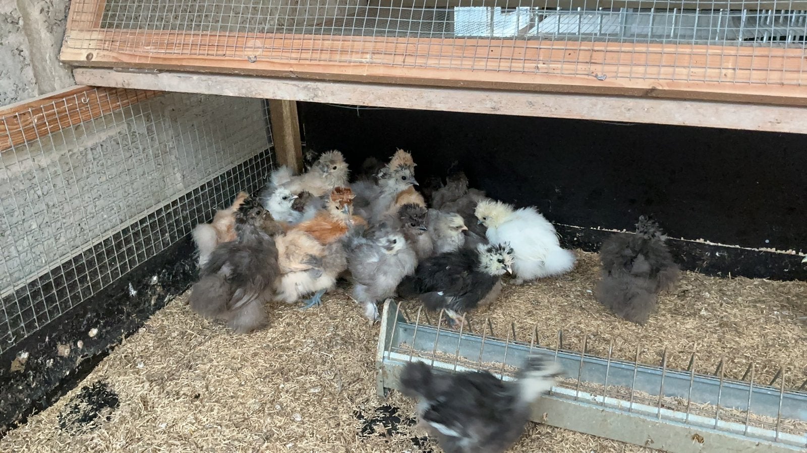 Usa zijdehoen, Dieren en Toebehoren, Geslacht onbekend, Kip