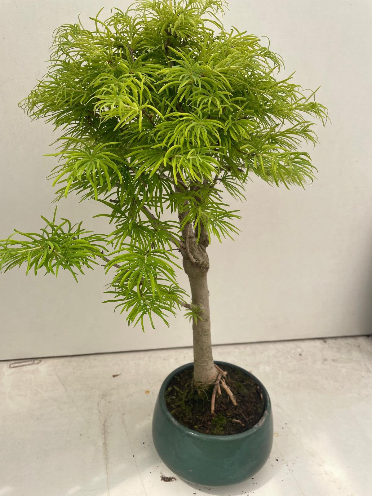 Larix Bonsai, Ophalen