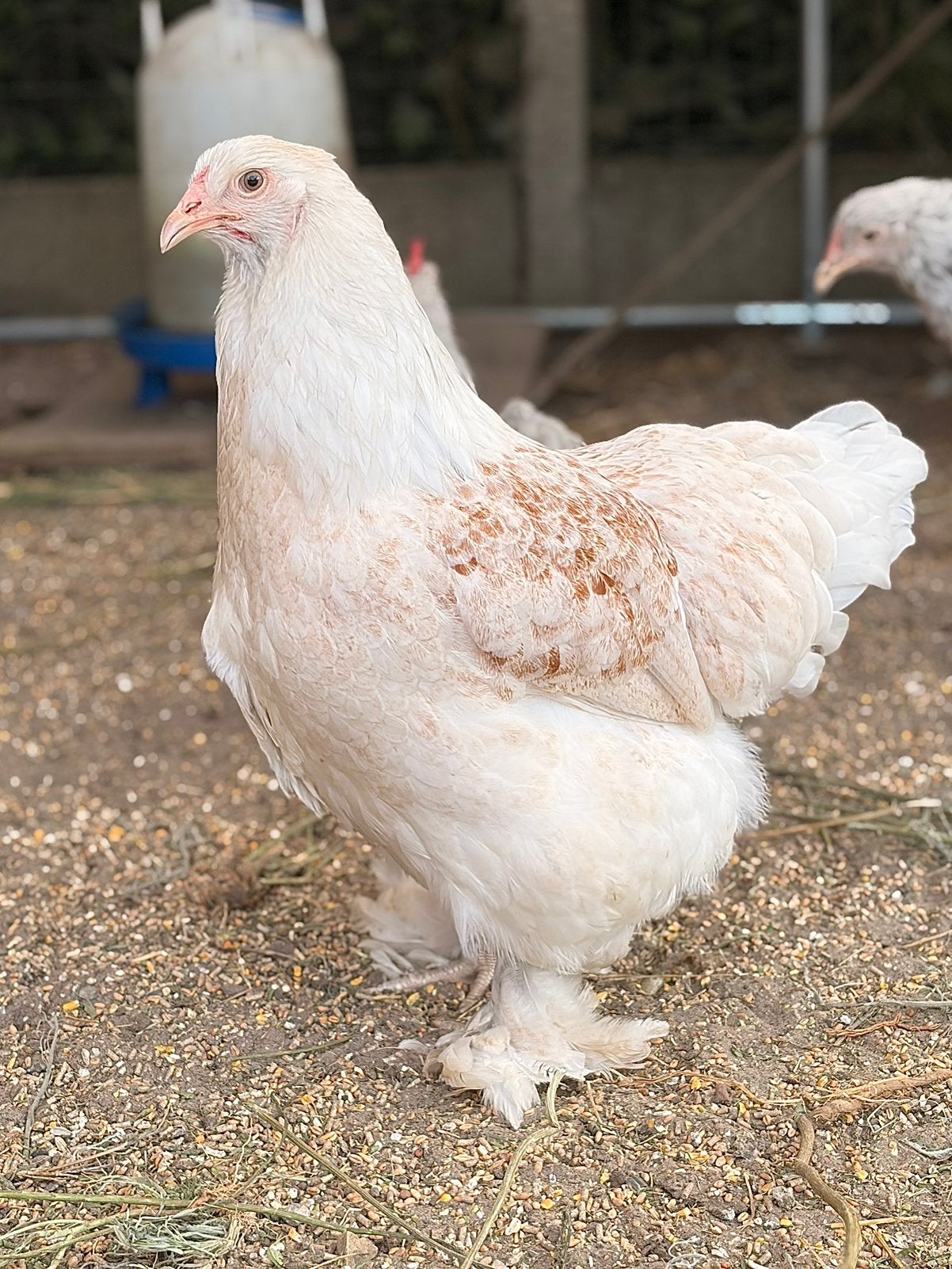 Brahma’s & zijdehoentjes, Dieren en Toebehoren